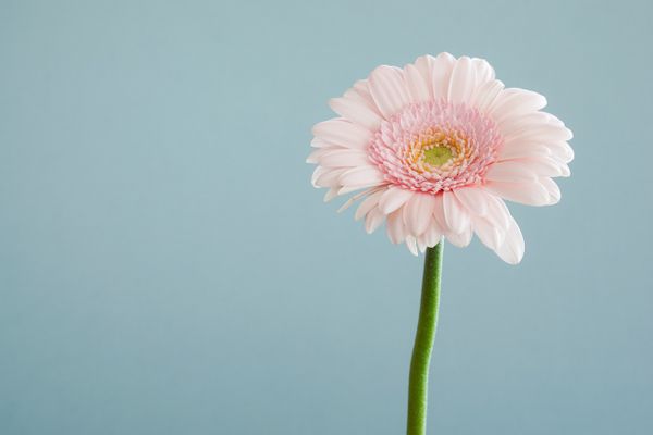 Active Gratitude